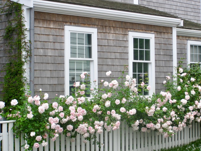Garden of John & Judith Tankard